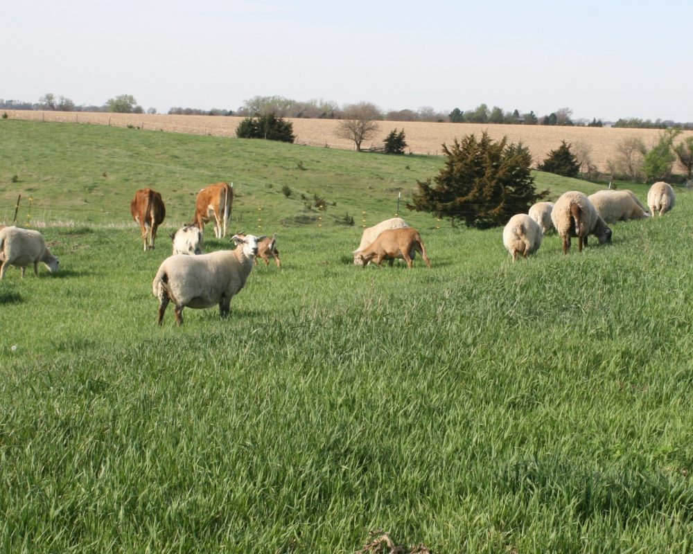 Grass Finished Lamb